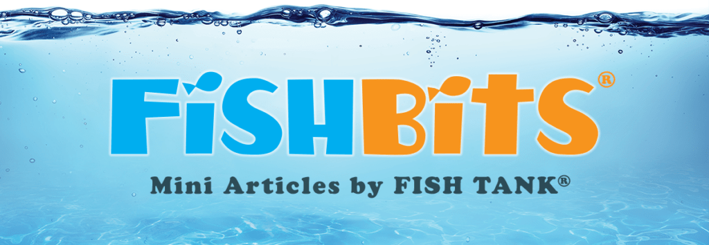 Will “The Real USFL” Please Stand Up?FishBits: Mini Article Volume 22,  Issue 19 - Fishman Stewart PLLC